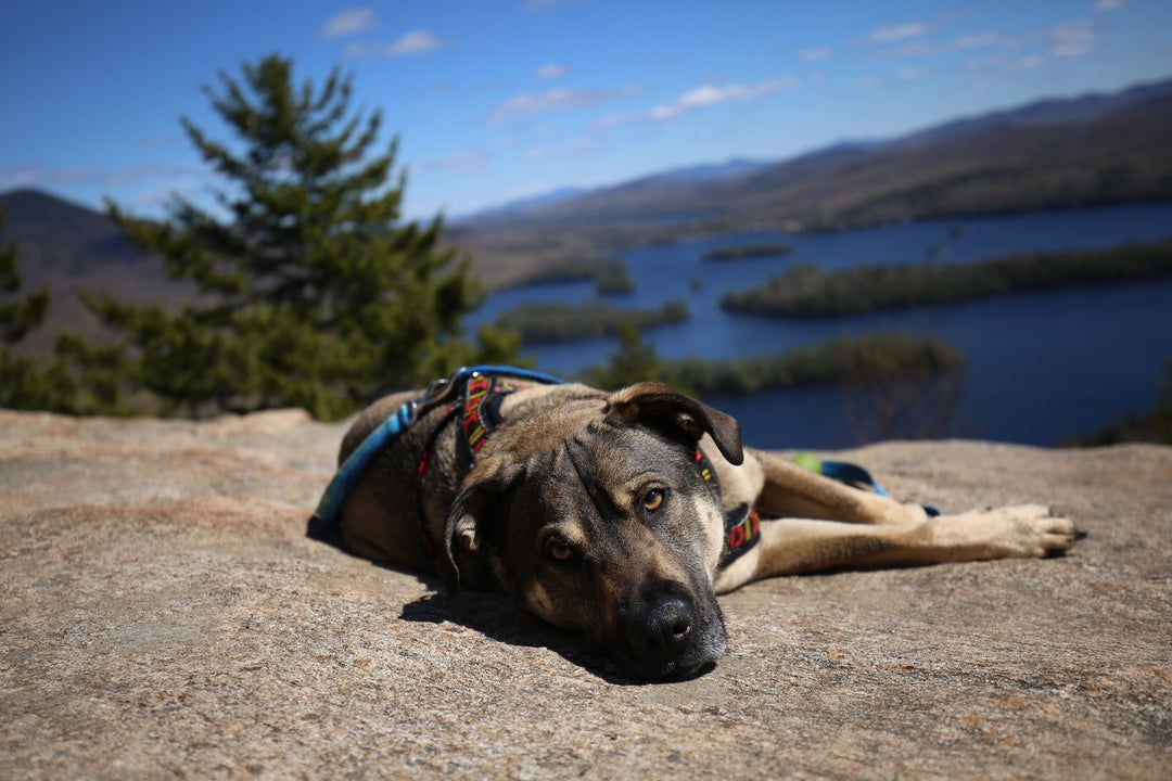 VIDEO: Spring Adventures
