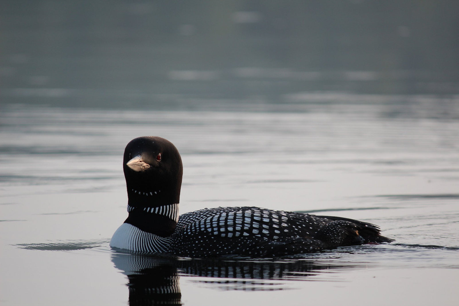 Loons in the Adirondacks - Pure Adirondacks