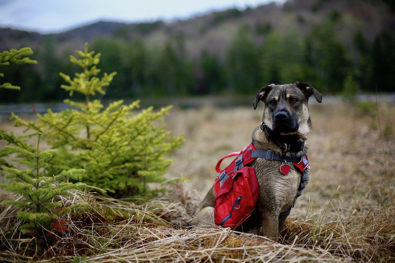 Hiking with 2025 dogs tips