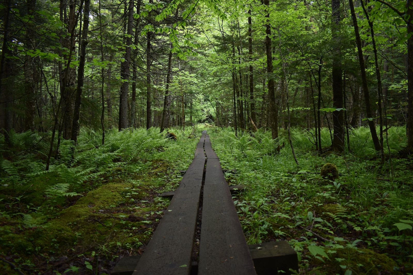 Ampersand Mountain - Pure Adirondacks