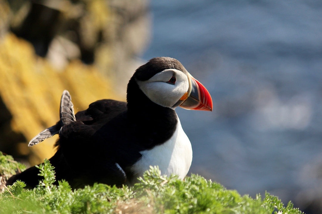 Icelandic Wildlife Sightings