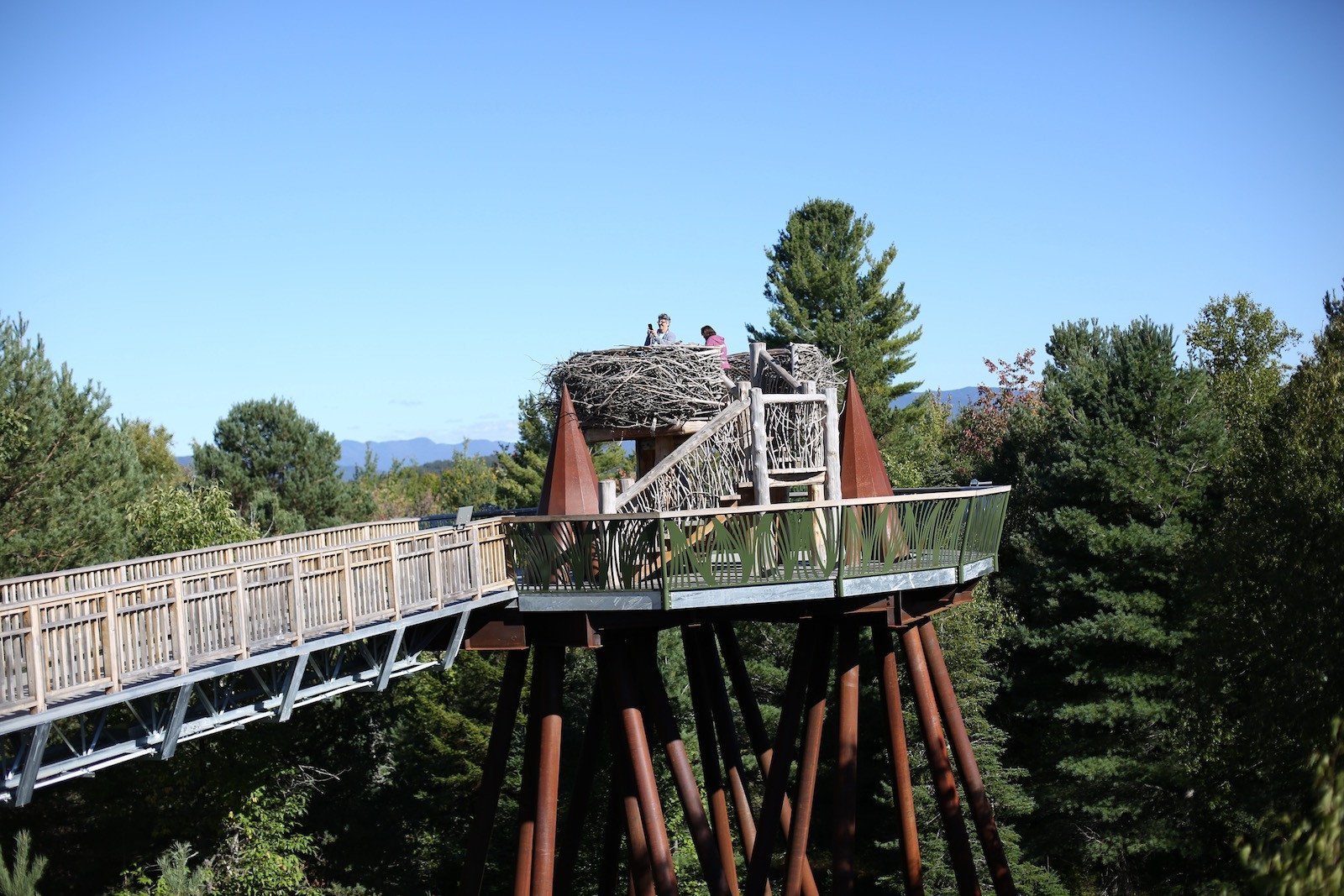 Wild Walk at the Wild Center - Pure Adirondacks