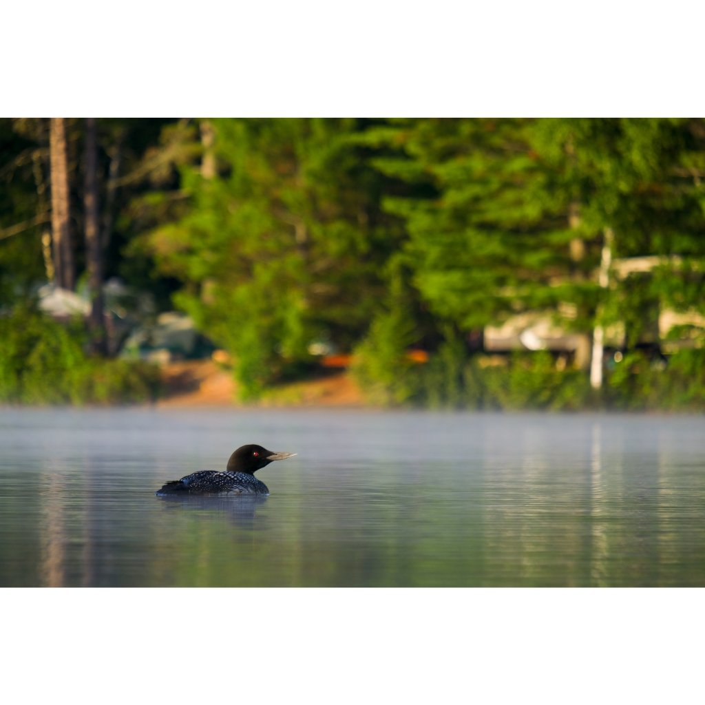 Photography Print | Morning Loon - Pure Adirondacks