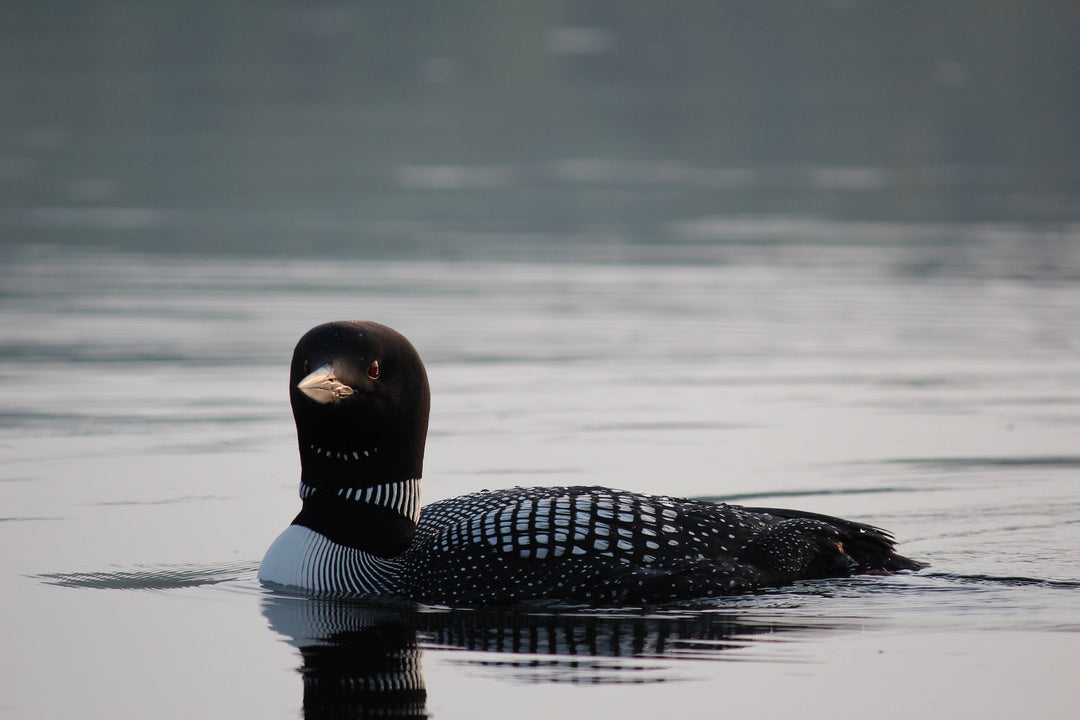 Loons in the Adirondacks