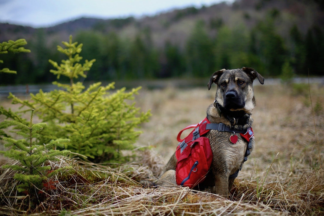 7 Helpful Tips for Hiking With Dogs