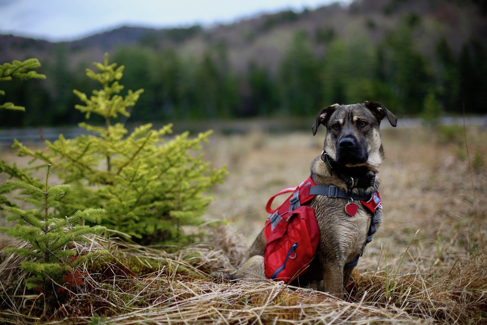 7 Helpful Tips for Hiking With Dogs - Pure Adirondacks
