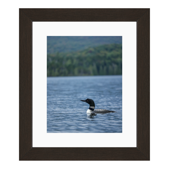 Adirondack Loon | Premium Fine Art Print