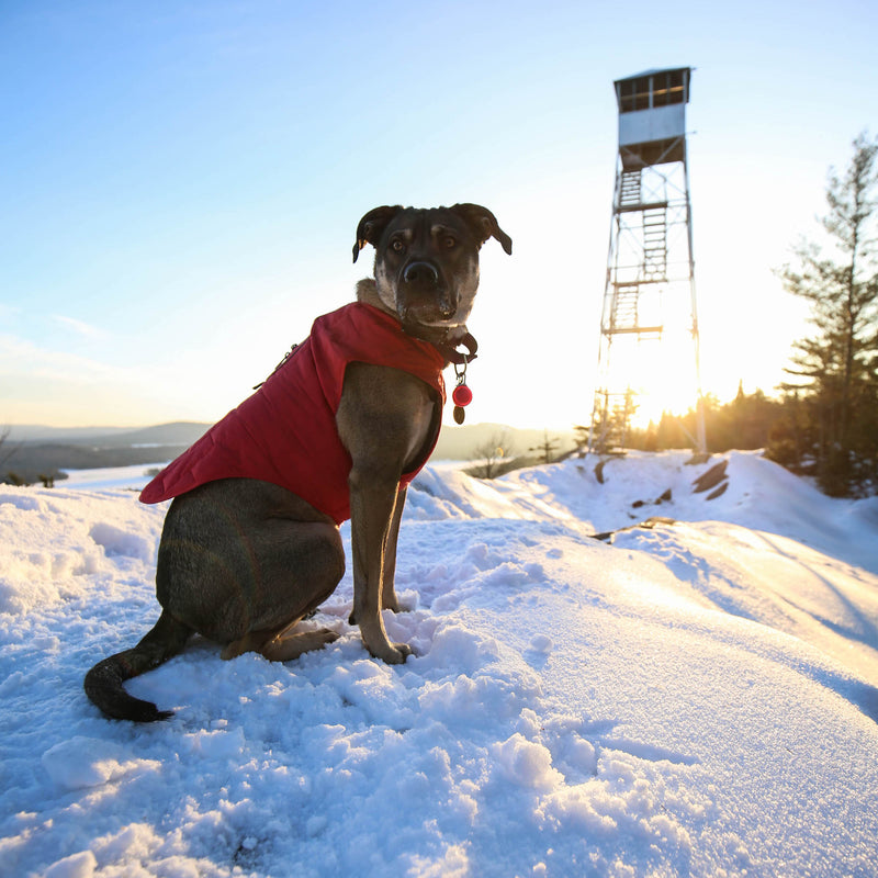 Lucy — PureADK Trail Dog