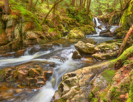 2026 "Forever Wild" Adirondack Calendar
