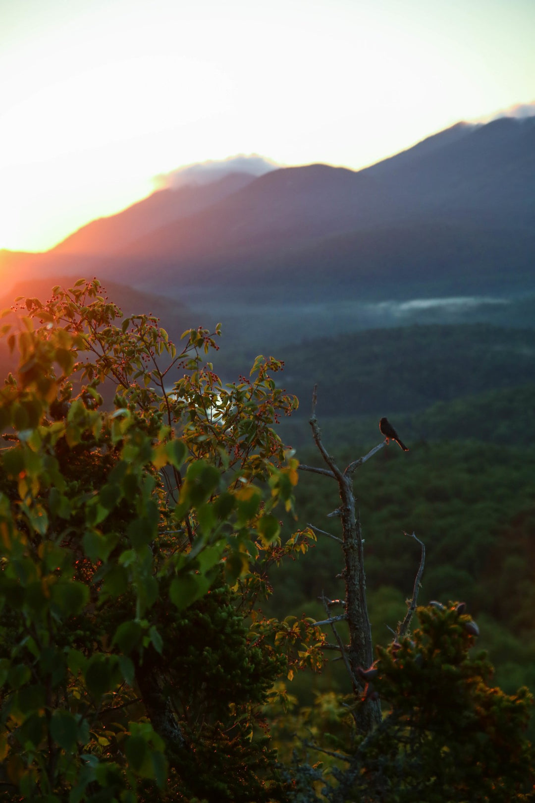 Birdsong at Sunrise - Pure Adirondacks